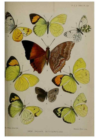 Reproducción/Reproduction 9518313850: Proceedings of the Zoological Society of London.. London :Academic Press, [etc.],1833-1965.