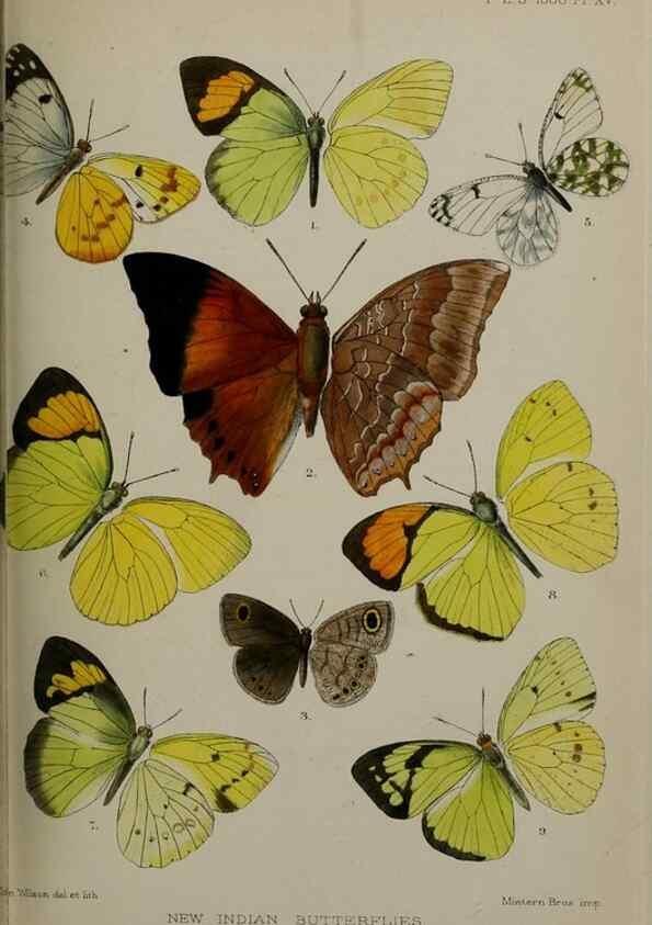 Reproducción/Reproduction 9518313850: Proceedings of the Zoological Society of London.. London :Academic Press, [etc.],1833-1965.