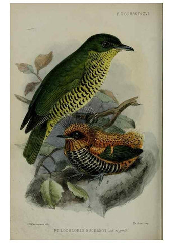 Reproducción/Reproduction 9518315432: Proceedings of the Zoological Society of London.. London :Academic Press, [etc.],1833-1965.