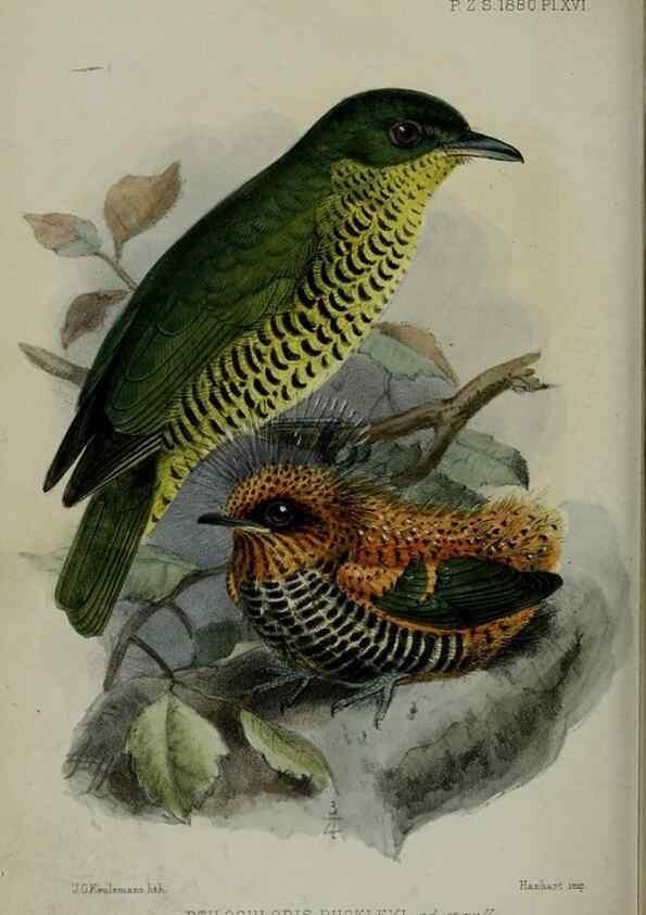 Reproducción/Reproduction 9518315432: Proceedings of the Zoological Society of London.. London :Academic Press, [etc.],1833-1965.