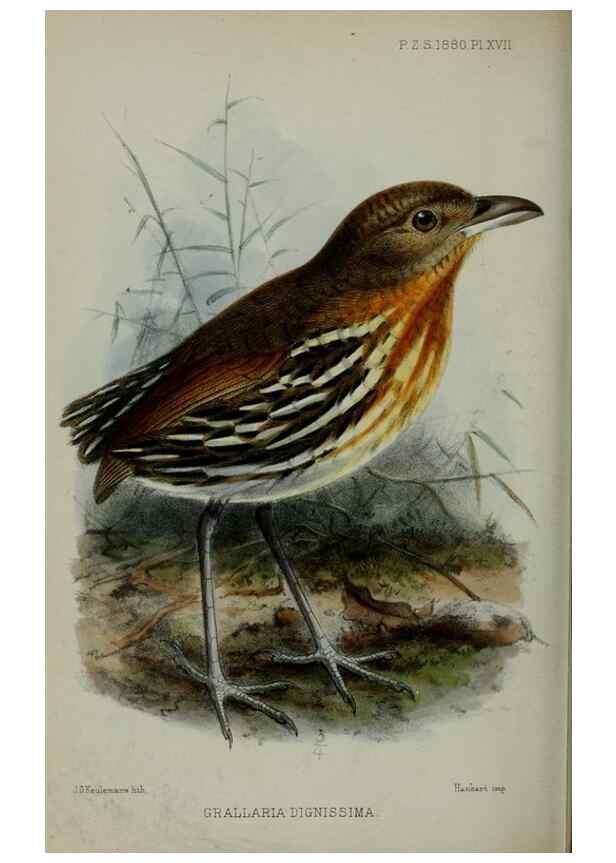 Reproducción/Reproduction 9518316644: Proceedings of the Zoological Society of London.. London :Academic Press, [etc.],1833-1965.