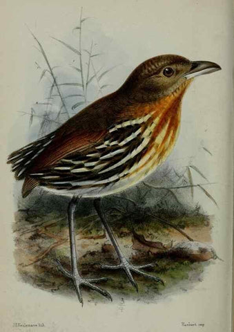 Reproducción/Reproduction 9518316644: Proceedings of the Zoological Society of London.. London :Academic Press, [etc.],1833-1965.