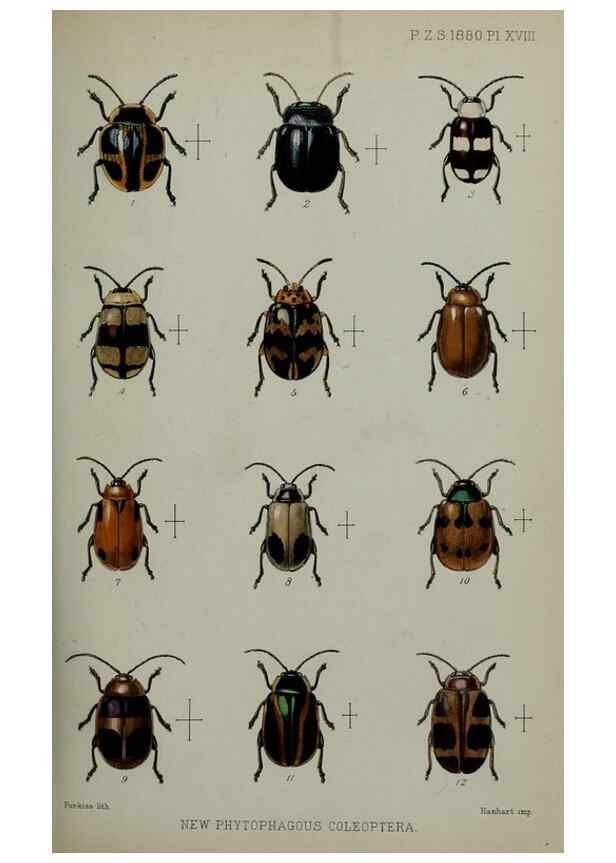 Reproducción/Reproduction 9518317818: Proceedings of the Zoological Society of London.. London :Academic Press, [etc.],1833-1965.