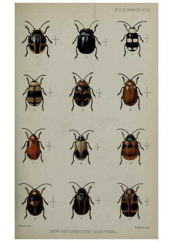 Reproducción/Reproduction 9518317818: Proceedings of the Zoological Society of London.. London :Academic Press, [etc.],1833-1965.