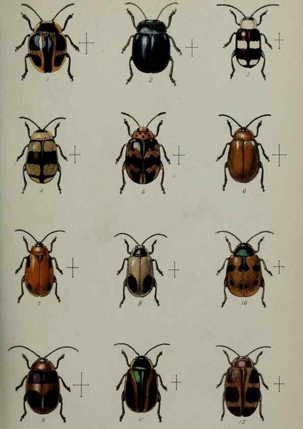Reproducción/Reproduction 9518317818: Proceedings of the Zoological Society of London.. London :Academic Press, [etc.],1833-1965.