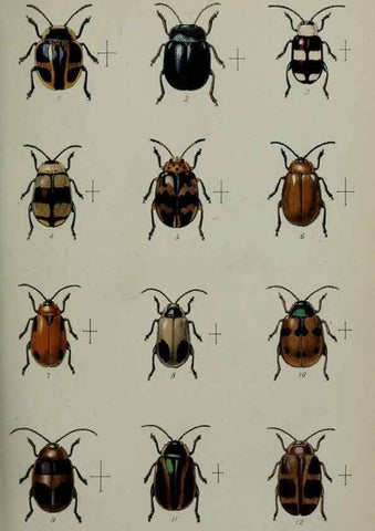 Reproducción/Reproduction 9518317818: Proceedings of the Zoological Society of London.. London :Academic Press, [etc.],1833-1965.