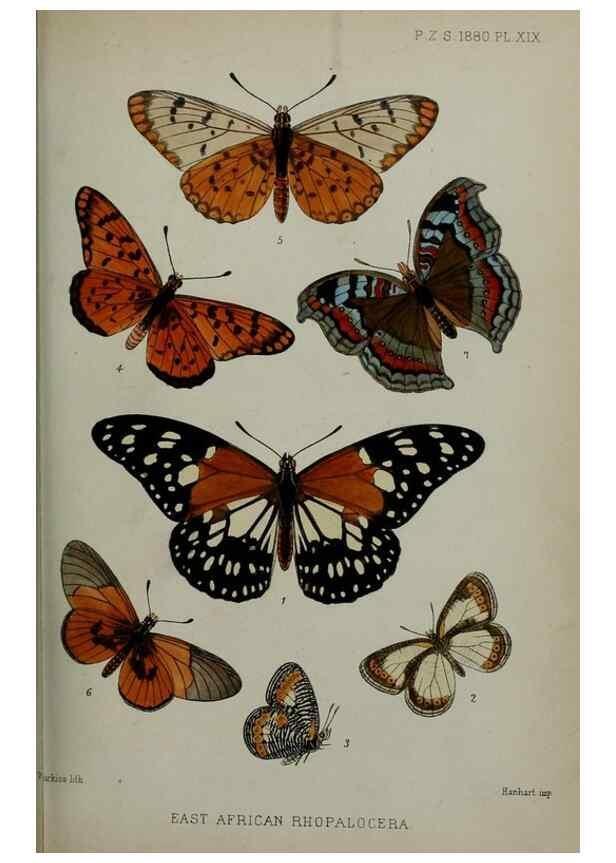 Reproducción/Reproduction 9518319052: Proceedings of the Zoological Society of London.. London :Academic Press, [etc.],1833-1965.