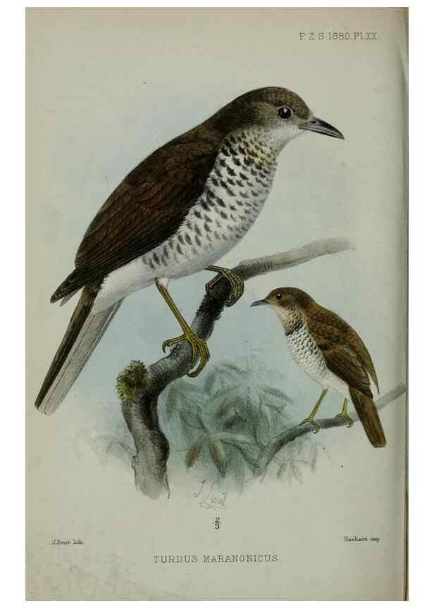 Reproducción/Reproduction 9515529217: Proceedings of the Zoological Society of London.. London :Academic Press, [etc.],1833-1965.