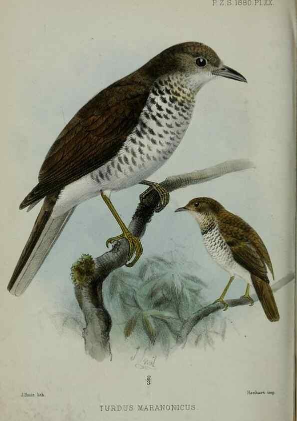 Reproducción/Reproduction 9515529217: Proceedings of the Zoological Society of London.. London :Academic Press, [etc.],1833-1965.