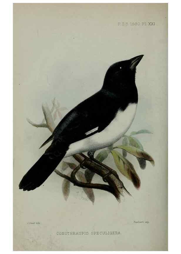 Reproducción/Reproduction 9515530329: Proceedings of the Zoological Society of London.. London :Academic Press, [etc.],1833-1965.