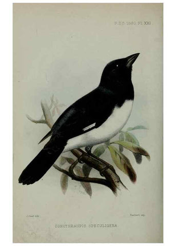 Reproducción/Reproduction 9515530329: Proceedings of the Zoological Society of London.. London :Academic Press, [etc.],1833-1965.