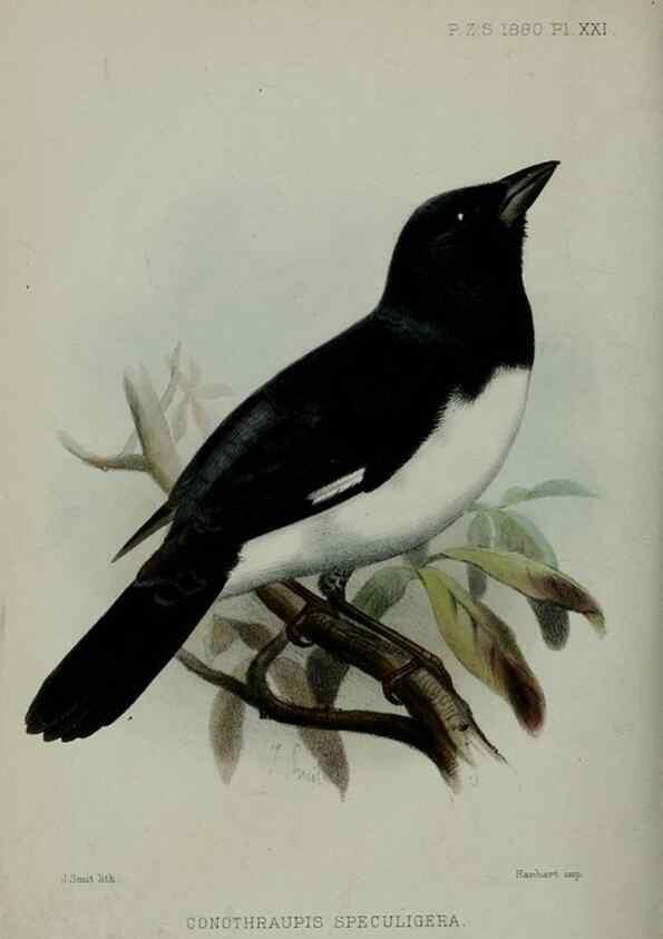 Reproducción/Reproduction 9515530329: Proceedings of the Zoological Society of London.. London :Academic Press, [etc.],1833-1965.