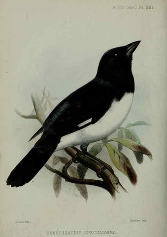 Reproducción/Reproduction 9515530329: Proceedings of the Zoological Society of London.. London :Academic Press, [etc.],1833-1965.