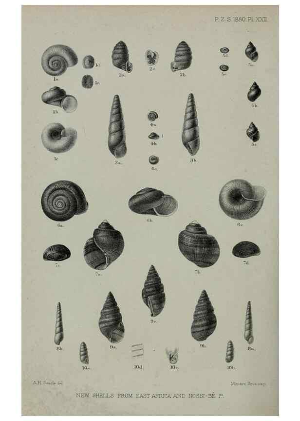 Reproducción/Reproduction 9515532149: Proceedings of the Zoological Society of London.. London :Academic Press, [etc.],1833-1965.