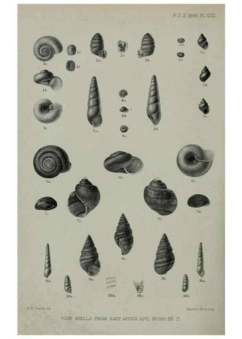 Reproducción/Reproduction 9515532149: Proceedings of the Zoological Society of London.. London :Academic Press, [etc.],1833-1965.