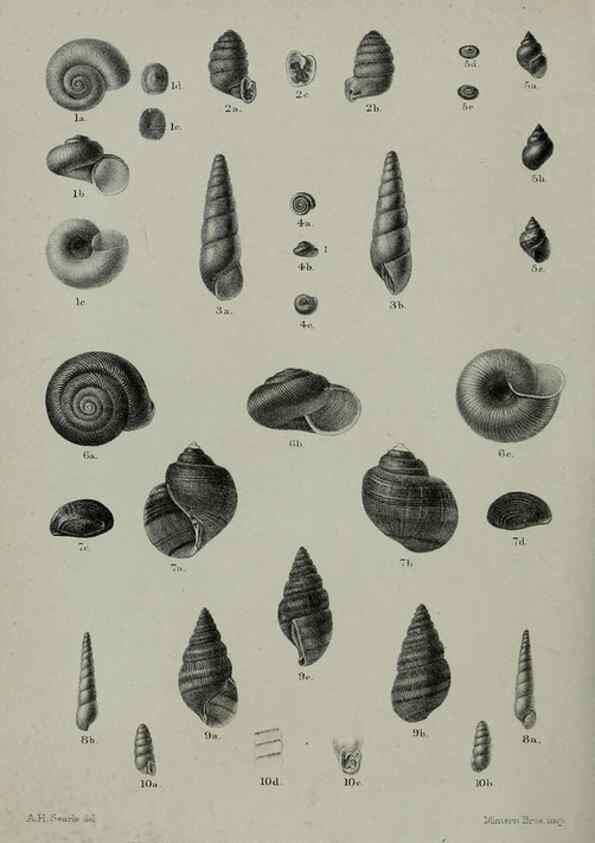 Reproducción/Reproduction 9515532149: Proceedings of the Zoological Society of London.. London :Academic Press, [etc.],1833-1965.