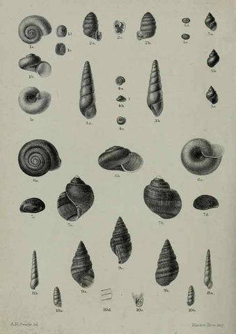 Reproducción/Reproduction 9515532149: Proceedings of the Zoological Society of London.. London :Academic Press, [etc.],1833-1965.
