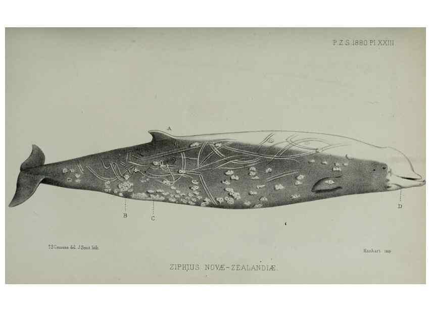 Reproducción/Reproduction 9518324856: Proceedings of the Zoological Society of London.. London :Academic Press, [etc.],1833-1965.