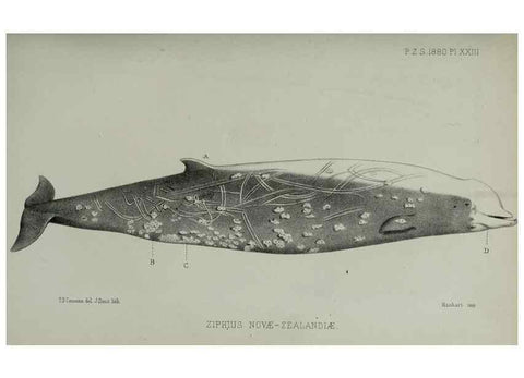 Reproducción/Reproduction 9518324856: Proceedings of the Zoological Society of London.. London :Academic Press, [etc.],1833-1965.