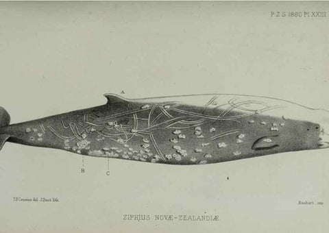 Reproducción/Reproduction 9518324856: Proceedings of the Zoological Society of London.. London :Academic Press, [etc.],1833-1965.