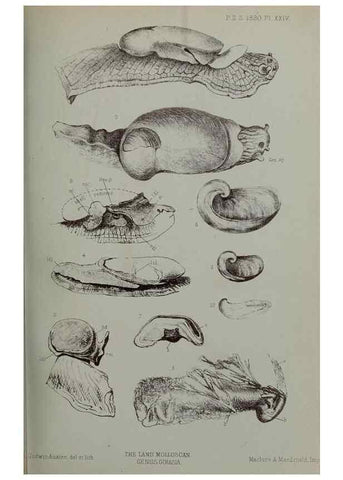 Reproducción/Reproduction 9518326464: Proceedings of the Zoological Society of London.. London :Academic Press, [etc.],1833-1965.