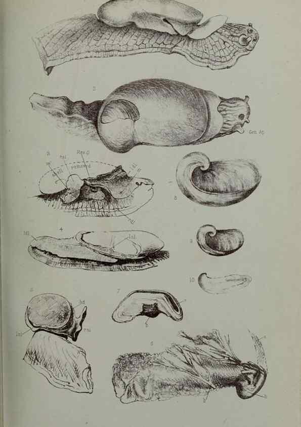 Reproducción/Reproduction 9518326464: Proceedings of the Zoological Society of London.. London :Academic Press, [etc.],1833-1965.