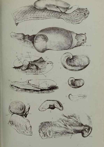 Reproducción/Reproduction 9518326464: Proceedings of the Zoological Society of London.. London :Academic Press, [etc.],1833-1965.