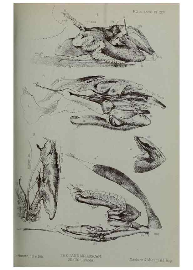 Reproducción/Reproduction 9515536939: Proceedings of the Zoological Society of London.. London :Academic Press, [etc.],1833-1965.