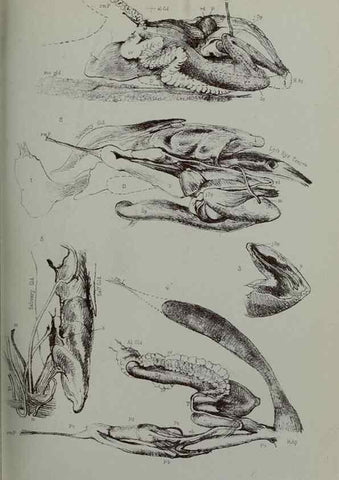 Reproducción/Reproduction 9515536939: Proceedings of the Zoological Society of London.. London :Academic Press, [etc.],1833-1965.