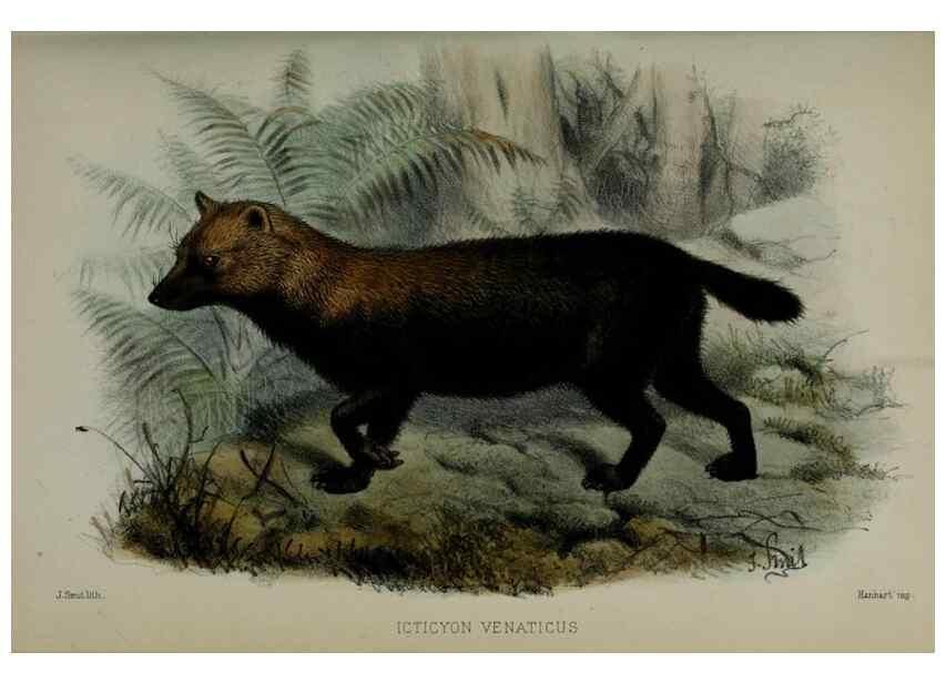 Reproducción/Reproduction 9518306902: Proceedings of the Zoological Society of London.. London :Academic Press, [etc.],1833-1965.