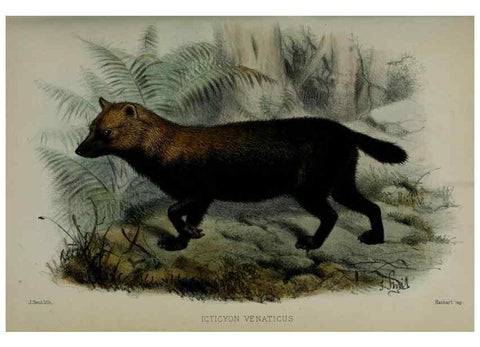 Reproducción/Reproduction 9518306902: Proceedings of the Zoological Society of London.. London :Academic Press, [etc.],1833-1965.