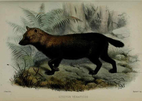 Reproducción/Reproduction 9518306902: Proceedings of the Zoological Society of London.. London :Academic Press, [etc.],1833-1965.
