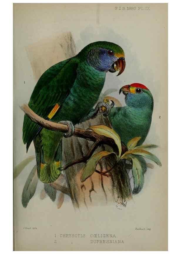 Reproducción/Reproduction 9518304916: Proceedings of the Zoological Society of London.. London :Academic Press, [etc.],1833-1965.