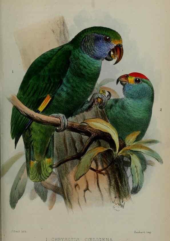 Reproducción/Reproduction 9518304916: Proceedings of the Zoological Society of London.. London :Academic Press, [etc.],1833-1965.