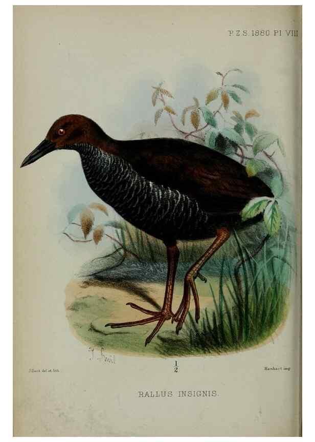 Reproducción/Reproduction 9518303464: Proceedings of the Zoological Society of London.. London :Academic Press, [etc.],1833-1965.