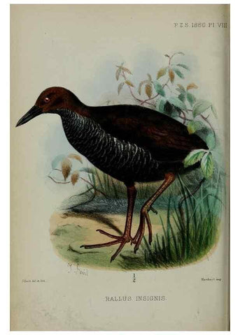 Reproducción/Reproduction 9518303464: Proceedings of the Zoological Society of London.. London :Academic Press, [etc.],1833-1965.