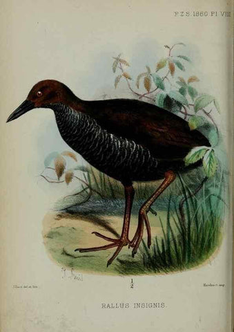 Reproducción/Reproduction 9518303464: Proceedings of the Zoological Society of London.. London :Academic Press, [etc.],1833-1965.