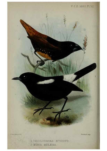 Reproducción/Reproduction 9518302216: Proceedings of the Zoological Society of London.. London :Academic Press, [etc.],1833-1965.