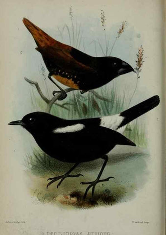 Reproducción/Reproduction 9518302216: Proceedings of the Zoological Society of London.. London :Academic Press, [etc.],1833-1965.