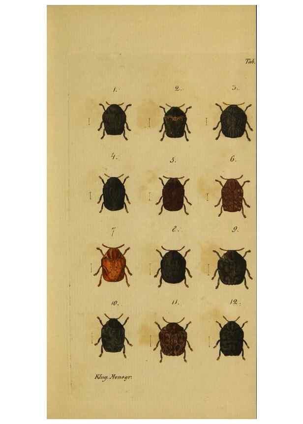 Reproducción/Reproduction 9499901491: Engomologische Monographieen.. Berlin,G. Reimer,1824.