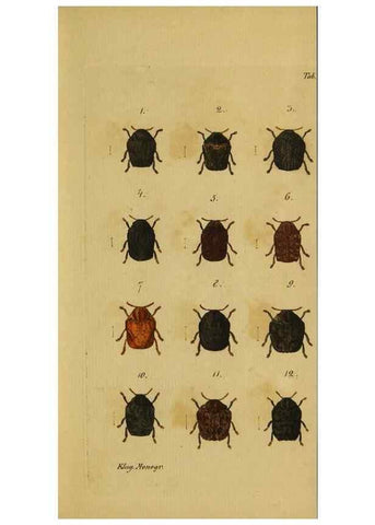 Reproducción/Reproduction 9499901491: Engomologische Monographieen.. Berlin,G. Reimer,1824.