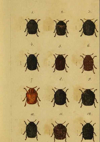Reproducción/Reproduction 9499901491: Engomologische Monographieen.. Berlin,G. Reimer,1824.