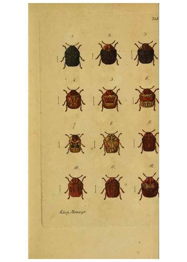 Reproducción/Reproduction 9499902507: Engomologische Monographieen.. Berlin,G. Reimer,1824.