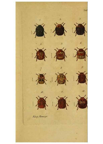 Reproducción/Reproduction 9499902507: Engomologische Monographieen.. Berlin,G. Reimer,1824.