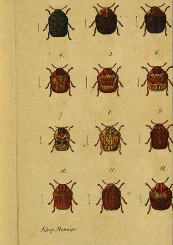 Reproducción/Reproduction 9499902507: Engomologische Monographieen.. Berlin,G. Reimer,1824.