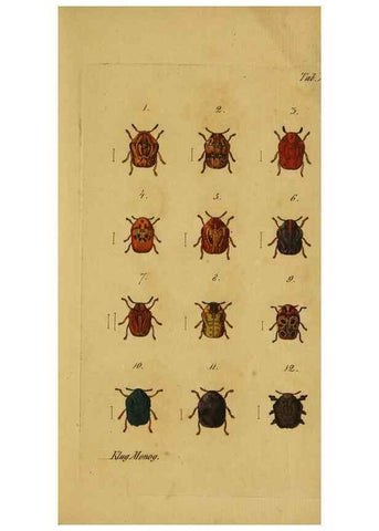 Reproducción/Reproduction 9502703360: Engomologische Monographieen.. Berlin,G. Reimer,1824.