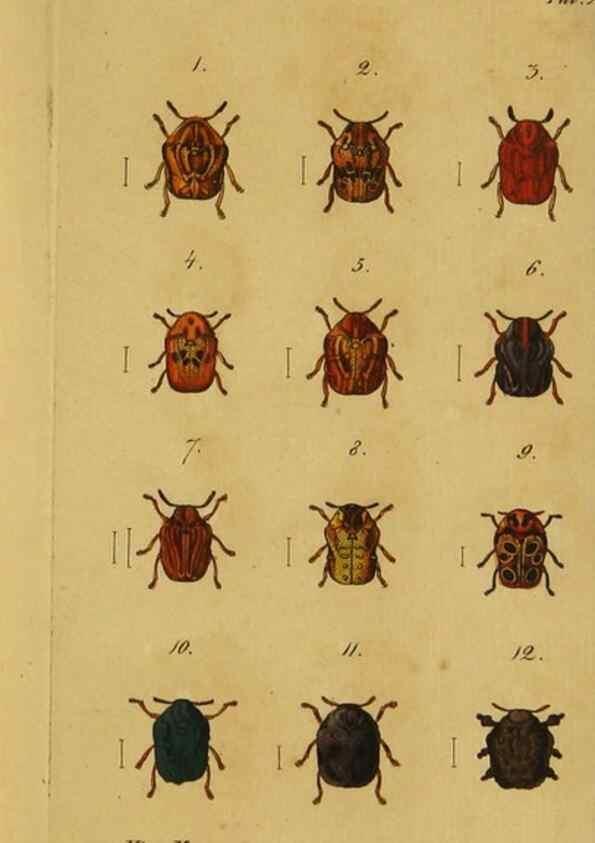 Reproducción/Reproduction 9502703360: Engomologische Monographieen.. Berlin,G. Reimer,1824.