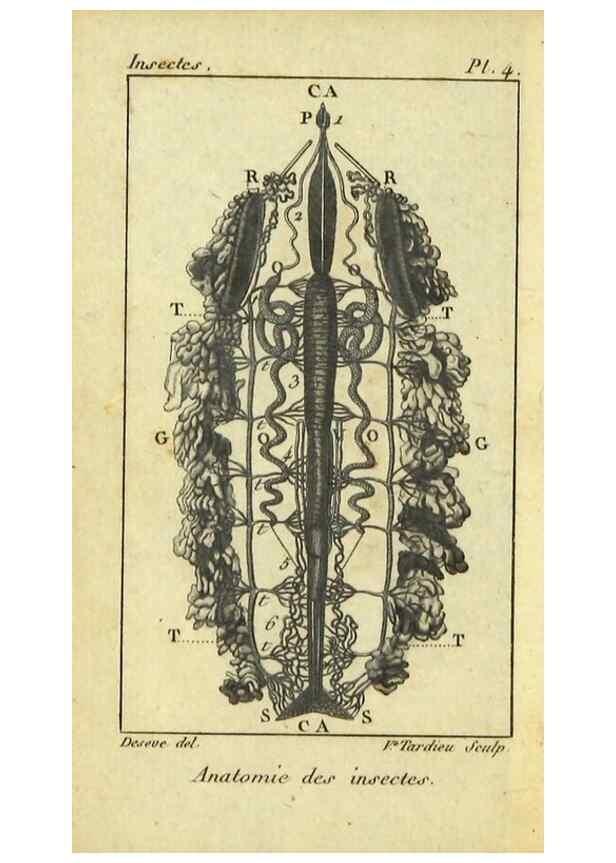 Reproducción/Reproduction 9507274445: Histoire naturelle des insectes, composée d'après Réamur, Geoffroy, Degéer, Roesel, Linné, Fabricius, et les meilleurs ouvrages qui ont paru sur cette partie;. Paris,Roret,1828.