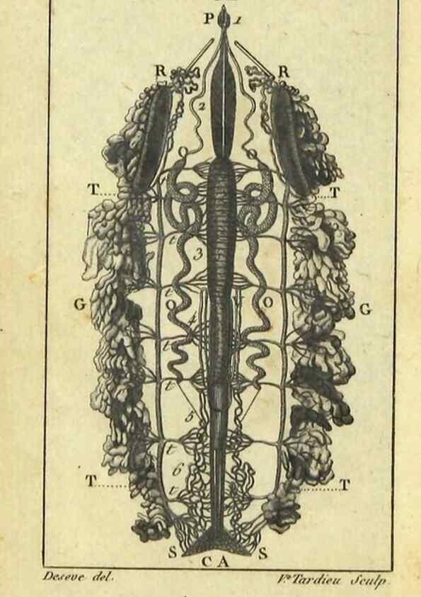 Reproducción/Reproduction 9507274445: Histoire naturelle des insectes, composée d'après Réamur, Geoffroy, Degéer, Roesel, Linné, Fabricius, et les meilleurs ouvrages qui ont paru sur cette partie;. Paris,Roret,1828.