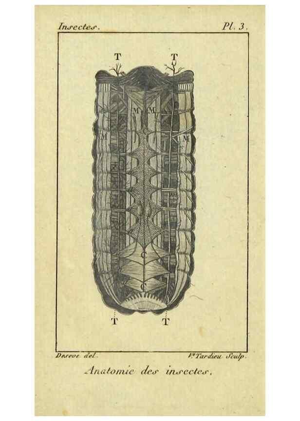 Reproducción/Reproduction 9510071038: Histoire naturelle des insectes, composée d'après Réamur, Geoffroy, Degéer, Roesel, Linné, Fabricius, et les meilleurs ouvrages qui ont paru sur cette partie;. Paris,Roret,1828.
